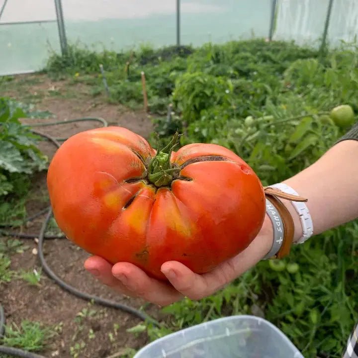 25' x 40' Tunnel Greenhouse Grow Tent w/6 Mil Clear EVA Plastic Film, Cold Frame, Hand Crank Roll-Up Sides, Peak Ceiling Roof, TMG-GH2540 - Image 2