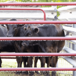 CountyLine 14 ft. x 52 in. 6-Bar Heavy-Duty Tube Gate, Red - Image 2