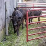 CountyLine 16 ft. x 52 in. 6-Bar Heavy-Duty Tube Gate, 2 in. Tube, Red - Image 2