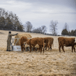 CountyLine 1 Round Bale 8 ft. x 45 in. Galvanized Heavy-Duty Feeder with Skirt - Image 2