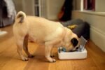 Sure Petcare - SureFeed - Motion Activated Sealed Pet Bowl - NOT Microchip Activated - Image 2
